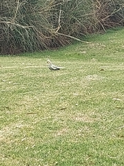 Nymphicus hollandicus