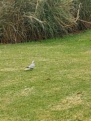 Nymphicus hollandicus