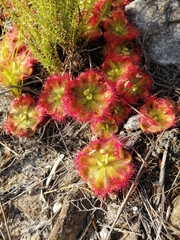 Drosera xerophila