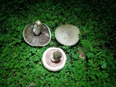 Agaricus incultorum