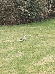 Nymphicus hollandicus