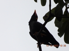 Gracula religiosa