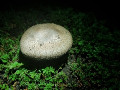 Agaricus incultorum