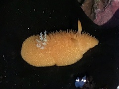Acanthodoris lutea