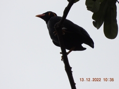 Gracula religiosa