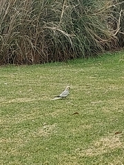 Nymphicus hollandicus