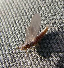 Leptophlebia