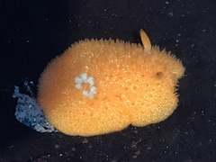 Acanthodoris lutea