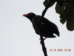 Gracula religiosa