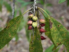 Terminalia erythrocarpa