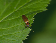 Denticollis linearis