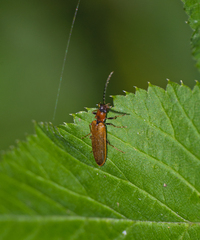 Denticollis linearis