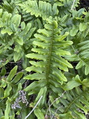 Polypodium calirhiza