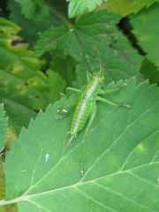 Tettigonia