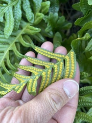 Polypodium calirhiza
