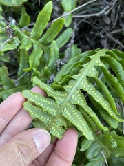Polypodium calirhiza