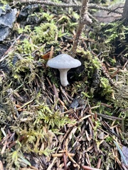 Clitopilus