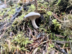 Clitopilus