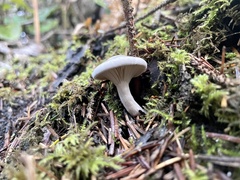 Clitopilus