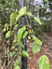 Passiflora auriculata