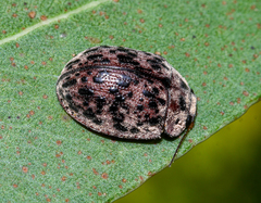 Trachymela pustulosa