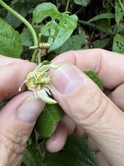 Passiflora capsularis