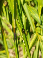 Eretmocera impactella