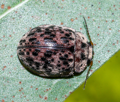 Trachymela pustulosa