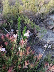 Heliophila linearis linearifolia