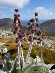 Pleurophyllum hookeri