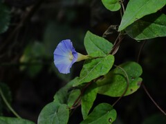 Ipomoea aristolochiifolia