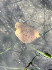 Geitodoris heathi