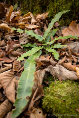 Asplenium scolopendrium americanum