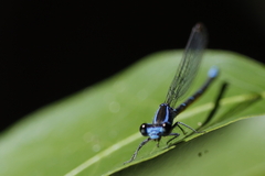 Argia gaumeri
