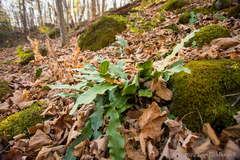 Asplenium scolopendrium americanum