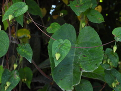 Ipomoea aristolochiifolia