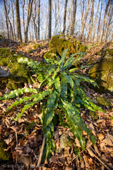 Asplenium scolopendrium americanum