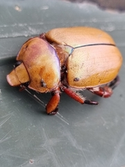 Anoplognathus montanus