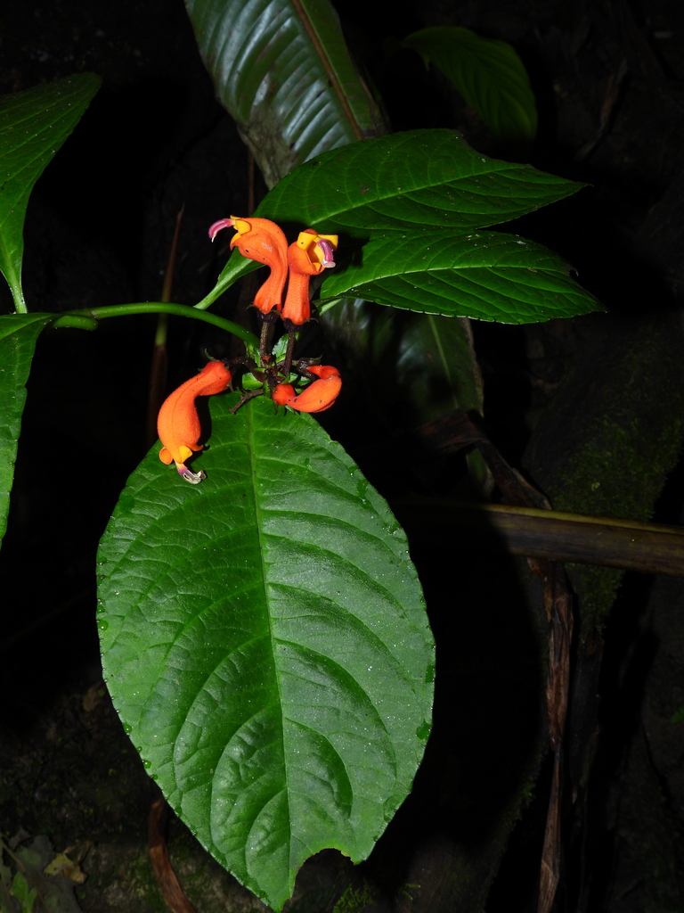 Centropogon curvatus