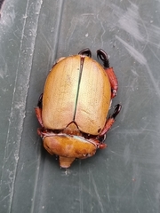 Anoplognathus montanus