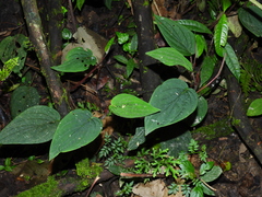 Peperomia sympodialis