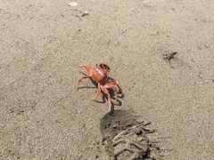 Ocypode gaudichaudii