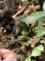 Cordylanthus pilosus pilosus