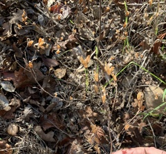 Cordylanthus pilosus pilosus