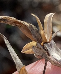 Cordylanthus pilosus pilosus