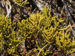 Halocarpus bidwillii