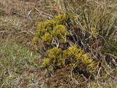 Halocarpus bidwillii