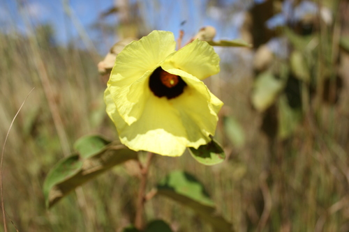 Thespesia thespesioides observed 2009-04-20