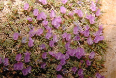 Astragalus kentrophyta