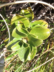 Coprosma serrulata